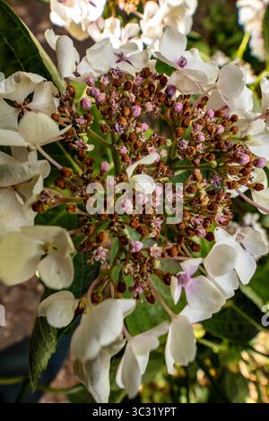 Natural very close up, semi-abstract, flowering plant portrait of Hydrangea macrophylla 'Wedding Gown'PBR (Double Delights Series) blooming.anatomy Stock Photo