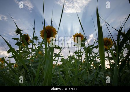 Backlit sunflowers stand tall against dramatic crepuscular rays bursting through cloud cover at sunset, creating a striking silhouette scene. Stock Photo