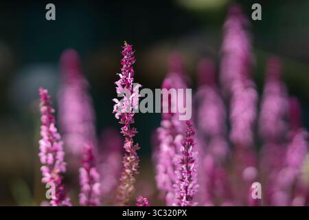Pink Woodland Sage (Salvia nemorosa) 'Caradonna Pink'. A bee and pink salvia flowers. Salvia nemorosa or woodland sage pink flowers close up. Stock Photo