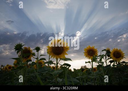 Backlit sunflowers stand tall against dramatic crepuscular rays bursting through cloud cover at sunset, creating a striking silhouette scene. Stock Photo