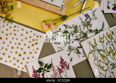 Pressed flowers and leaves arranged on white paper for botanical art projects. Colorful wildflowers and greenery perfect for crafting, scrapbooking, o Stock Photo