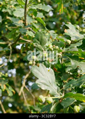 Acorns grow on a lush green tree in Biddulph, Staffordshire, England. July 24th 2025 Stock Photo