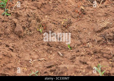 New rice sprouts emerging from fertile soil Stock Photo