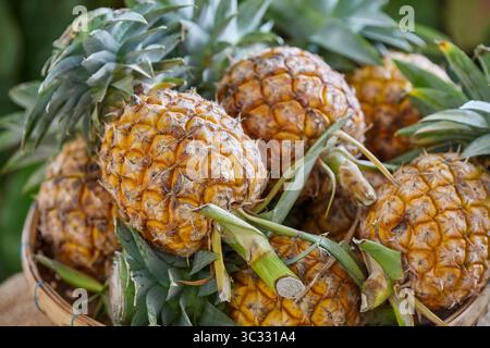 Heap of ripe pineapple in wicker basket Stock Photo