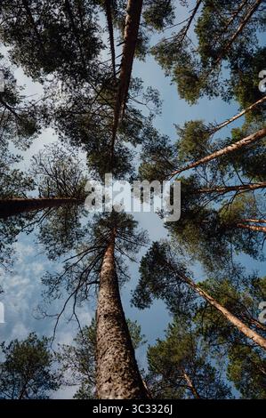 Looking Up at Pine Trees Against Blue Sky Stock Photo