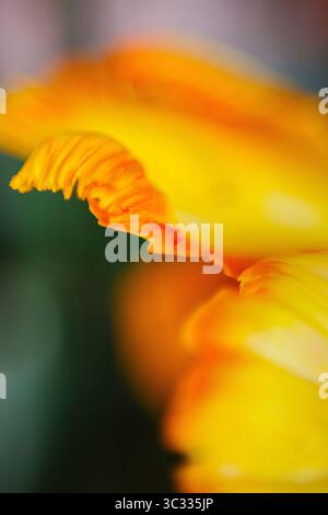 Background of Painterly Abstract Flowers Stock Photo