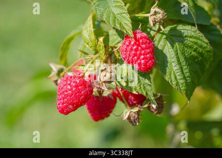Raspberry harvest, masberries growing on a bush Stock Photo