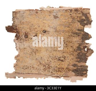 Back side of birch bark isolated on white background Stock Photo