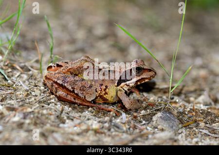 Agile frog ; rana dalmatina Stock Photo