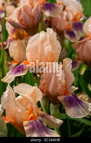 Pink flower. Pink and purple Iris flower grown in the garden. Graceful and elegant Iris flower. Blooming flower pink purple iris for background, post, Stock Photo