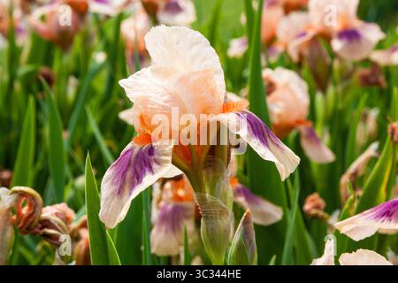 Pink flower. Pink and purple Iris flower grown in the garden. Graceful and elegant Iris flower. Blooming flower pink purple iris for background, post, Stock Photo
