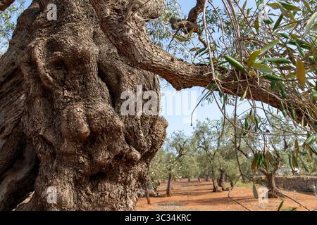 Close up of a thick and twisted trunk of an olive tree in an olive groves in Apulia, Italy with thousand-year-old olive trees with their twisted and b Stock Photo
