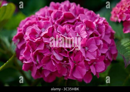Lush colorful hydrangea blossom Stock Photo