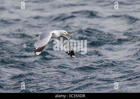 Common Gull in flight on the Shetlands Scotland Stock Photo