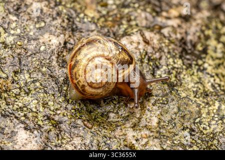 Grove snail (Cepaea sp.) moving on a lichen-covered rock, close-up view, Les Bordes, France. Stock Photo