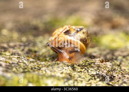 Grove snail (Cepaea sp.) moving on a lichen-covered rock, close-up view, Les Bordes, France. Stock Photo