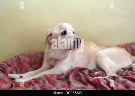 Senior Labrador dog 15 years old resting in home, lying on dog bed Stock Photo