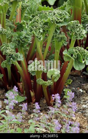 Rhubarb Rheum Hybridum Raspberry Red, an early ripening rhubarb, growing in a kitchen garden in May. UK Stock Photo