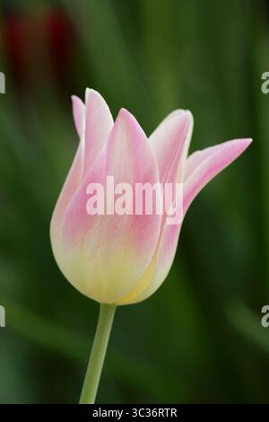 Tulipa Elegant Lady tulip flowers, pointed creamy pink petals flowering in late spring. UK Stock Photo