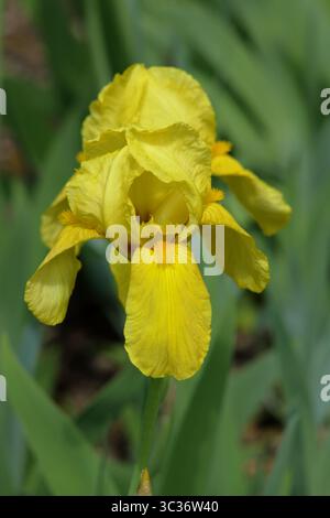 Iris Saint Crispin, distinctive fragrant rufflled yellow flowers in spring. May. UK Stock Photo