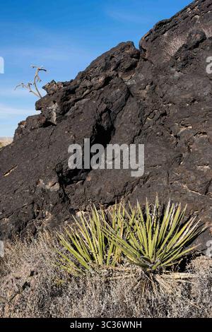 Datil Yucca A Datil Yucca or Banana Yucca in Valley of FIres Recreation Area, New ...