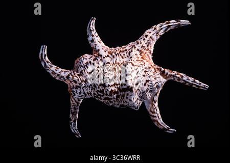 February 26, 2021: Chiragran Conch Shell, Harpago chiragra, is a very large spider conch widespread in the Indo-Pacific region. (Credit Image: © Jon G. Fuller/VW Pics via ZUMA Wire) Stock Photo