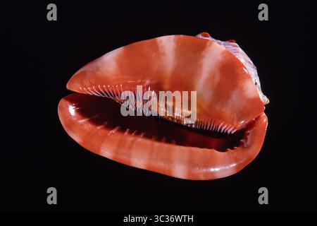 February 26, 2021: Red Helmet Shell or Bullmouth Shell, Cypraecassis rufa, is found on the shores of East Africa & eastern Polynesia. (Credit Image: © Jon G. Fuller/VW Pics via ZUMA Wire) Stock Photo