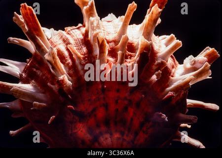 February 27, 2021: Detail of a Thorny or Spiny Oyster, Spondylus species, found on the Pacific coasts of Mexico through South America. (Credit Image: © Jon G. Fuller/VW Pics via ZUMA Wire) Stock Photo