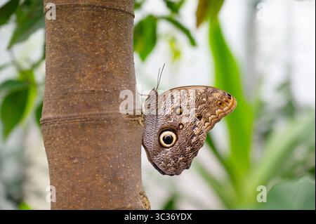 Banana Or Giant Owl Butterfly Sitting On A Tree Trunk, Caligo Telamonius Memnon Insect, Rainforest Of Mexico And South America, Amazonas Stock Photo