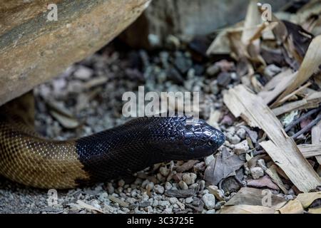 The black-headed python (Aspidites melanocephalus) is a species of snake in the family Pythonidae (the python family). Stock Photo