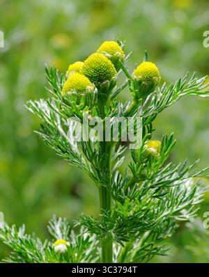 PIneappleweed Matricaria matricarioides a wayside plant that smells strongly of pineapple when crushed - Somerset UK Stock Photo