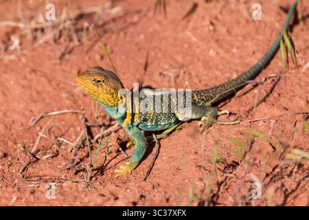 May 16, 2009, Utah, United States: A male Yellow-headed Collared Lizard, Crotaphytus collaris auriceps, basking in the sun to raise his body temperature.  Because lizards are cold-blooded, they regulate their body temperatures by basking to raise the temperature, or resting in the shade or a burrow to lower the temperature if it is too hot. (Credit Image: © Jon G. Fuller/VW Pics via ZUMA Wire) Stock Photo