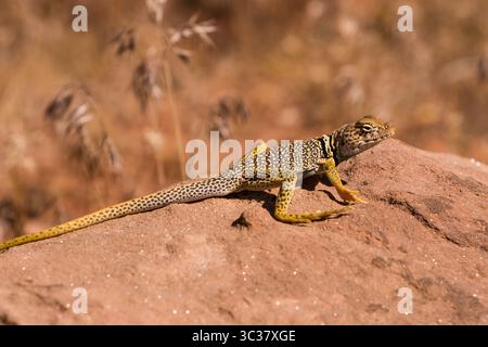 June 27, 2007, Moab, Utah, United States: A male Eastern Collared Lizard, Crotaphytus collaris, basking in the sun to raise his body temperature.  Because lizards are cold-blooded, they regulate their body temperatures by basking to raise the temperature, or resting in the shade or a burrow to lower the temperature if it is too hot. (Credit Image: © Jon G. Fuller/VW Pics via ZUMA Wire) Stock Photo