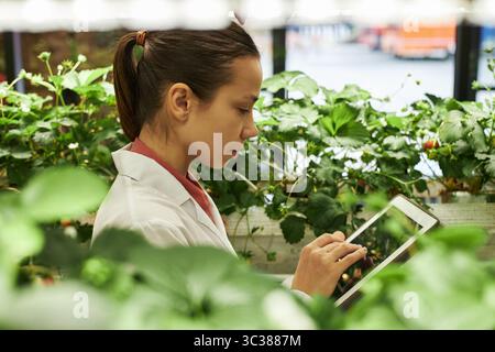 Young Caucasian woman using digital tablet while monitoring plants in greenhouse, focusing on touchscreen and examining foliage, surrounded by lush green leaves and stems Stock Photo