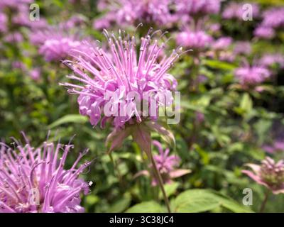 Close-up image of a Monarda fistulosa (wild bergamot) flower in bloom, displaying pale purple petals and a blurred green background. Stock Photo