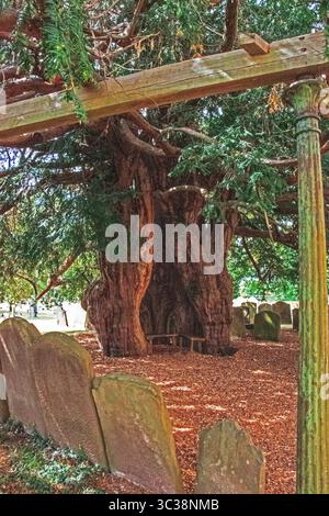 The famous 1500 year old Yew tree in the churchyard of St Bartholomews ...