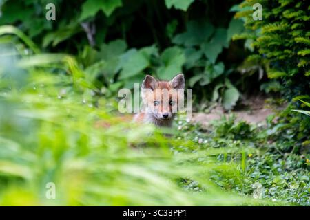 Red fox cubs (Vulpes vulpes) resting and playing in an urban garden. These young predators reflect the adaptability of wild mammals to city life. Stock Photo