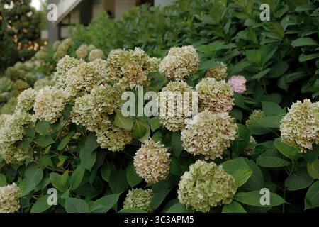 Close-up of blooming hydrangea flowers in a garden with lush green foliage, soft natural light Stock Photo