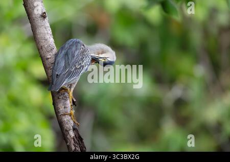 Striated heron perched on a tree branch, Pantanal, Brazil. Stock Photo