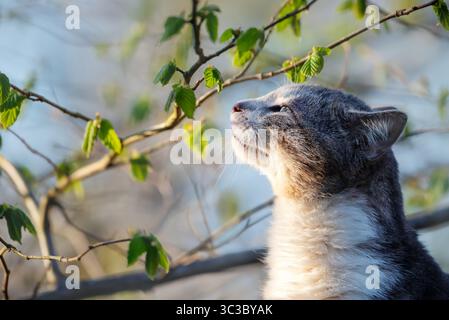 Close-up of a tabby cat enjoying spring sunshine near fresh green leaves, UK Stock Photo