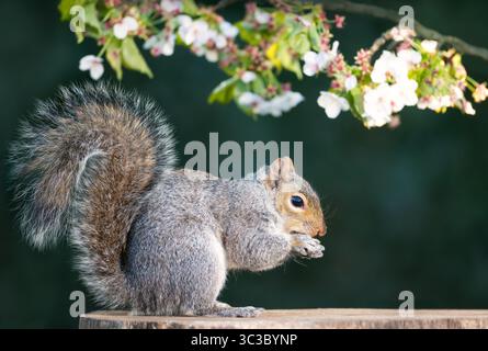 Grey squirrel eating nut on a tree stump with a blossoming cherry tree branch in the background, UK. Stock Photo