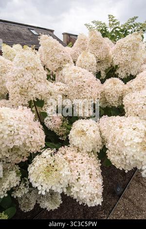 Huge conical-shaped heads of Hydrangea flowers massed in clumps and creamy-white colour.(Tingeing slightly  as the plant ages). Stock Photo