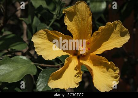 Yellow hibiscus flower in a botanical garden Stock Photo