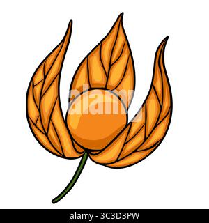 Vibrant Vector Illustration of a Physalis Fruit with Intricate Leaf Detail, Isolated on White Background Stock Vector