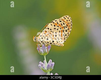 Spotted Fritillary (Melitaea didyma) perched on flower of  lavender plant in garden Florence Italy Stock Photo