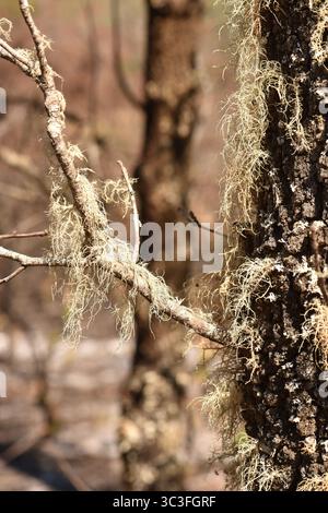 Florida Beard Lichen (Usnea subfloridana), resembles a moss but is quite distinct as a composite creation of algae and fungus living in symbiosis. Stock Photo