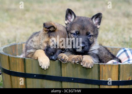 Two German Shepherd puppies together in wooden bucket, one sleeping, portrait closeup Stock Photo