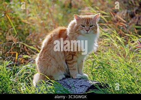 Beautiful Cat ginger tabby and white sitting on log in high grass, looking at camera, Stock Photo