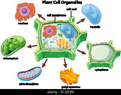 Detailed diagram of chloroplast, chloroplast structure, labeled diagram ...