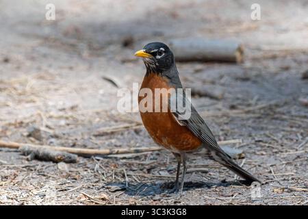 American Robin (Turdus migratorius) Stock Photo